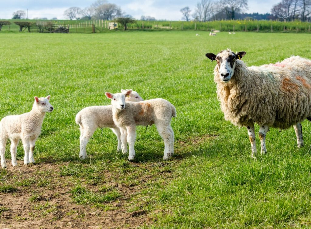 Poll reveals strong majority prioritise protecting farmers over new trade deals