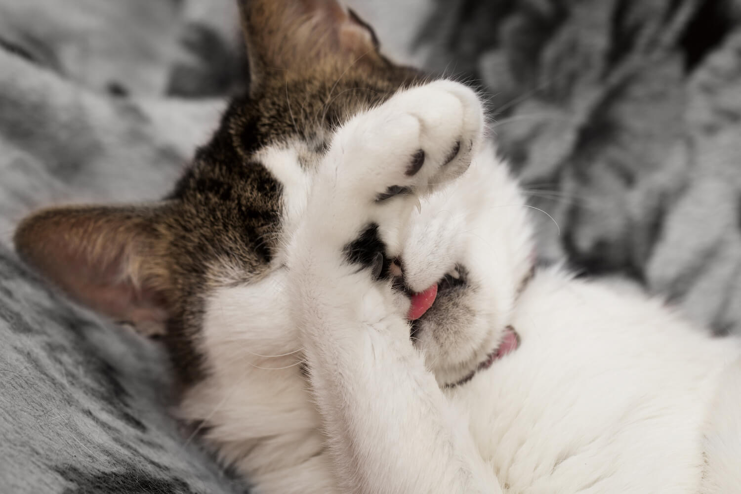 cat_(1).jpeg