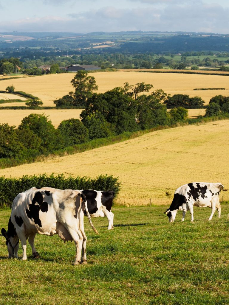 Submission to EFRA Committee’s inquiry on animal and plant health